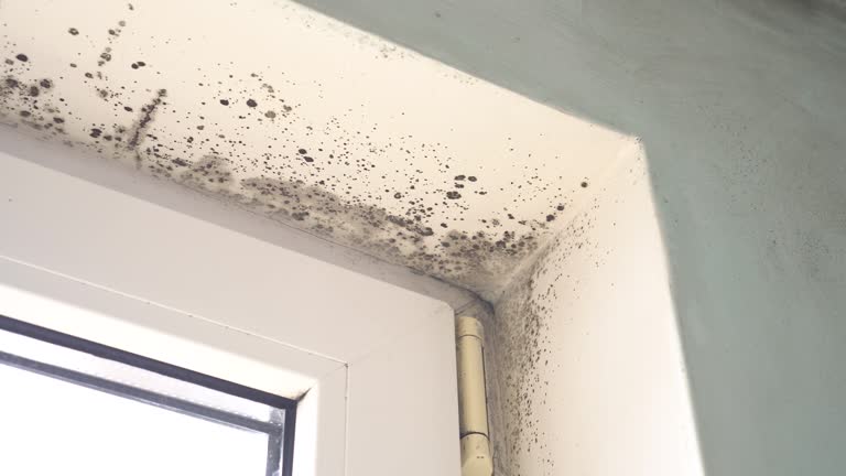 Best Mold Damage Restoration  in Taylorsville, MS